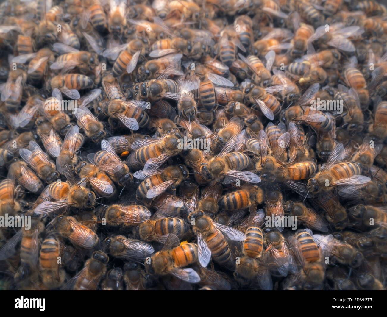 Primo piano di uno sciame di api mellifere europee (Apis mellifera) Foto Stock
