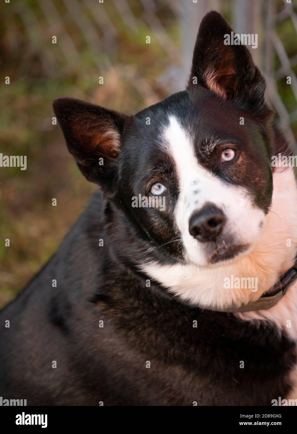 Il cane con gli occhi blu si siede nel cortile in posa per il fotocamera Foto Stock