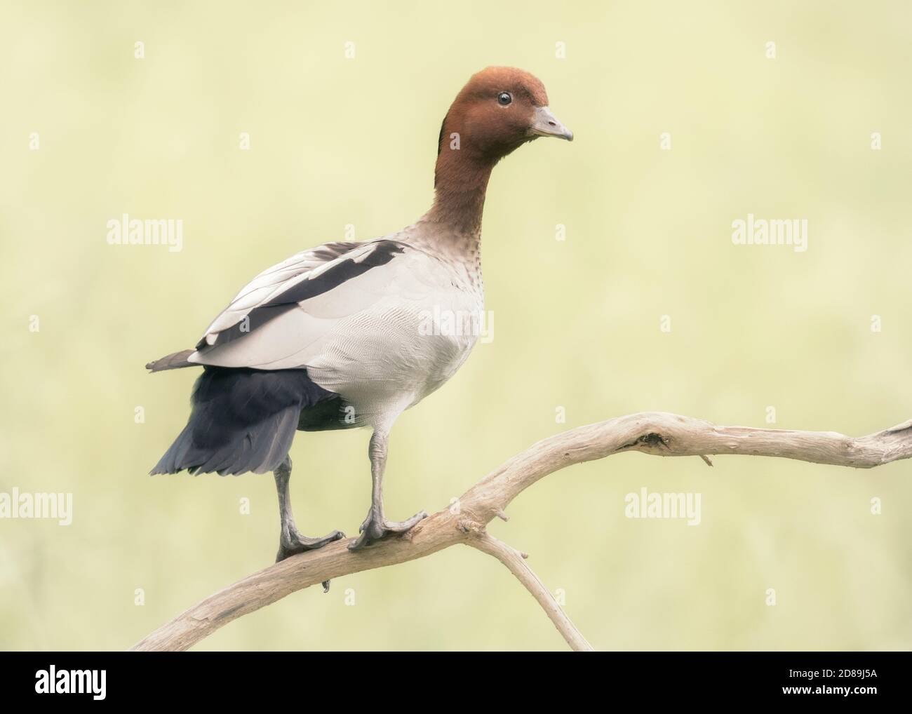 Australiano adulto maschio anatra legno (Chenonetta jubata) appollaiato sul ramo con sfondo di erba sfocata Foto Stock