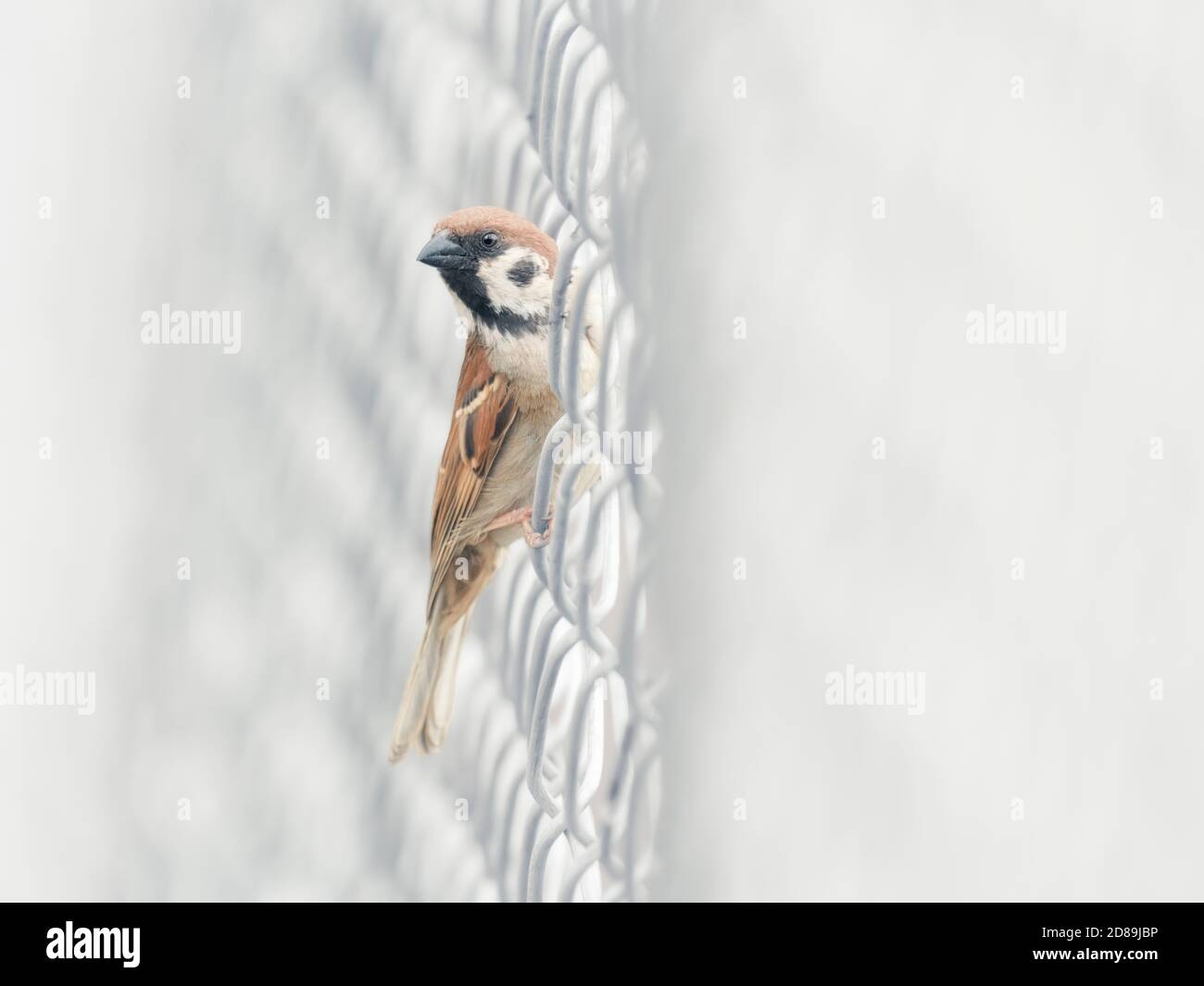 Passera dell'albero eurasiatico (Passer montanus) appollaiato su recinzione a rete metallica, Australia Foto Stock