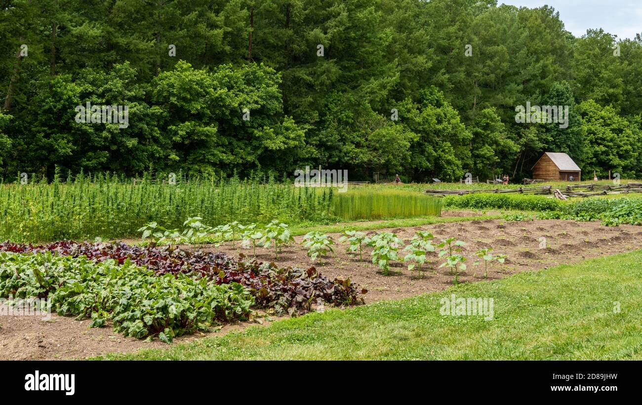 Piante che crescono in una ricreazione della fattoria originale Pioneer Presso la piantagione George Washington di Mount Vernon in Virginia Foto Stock