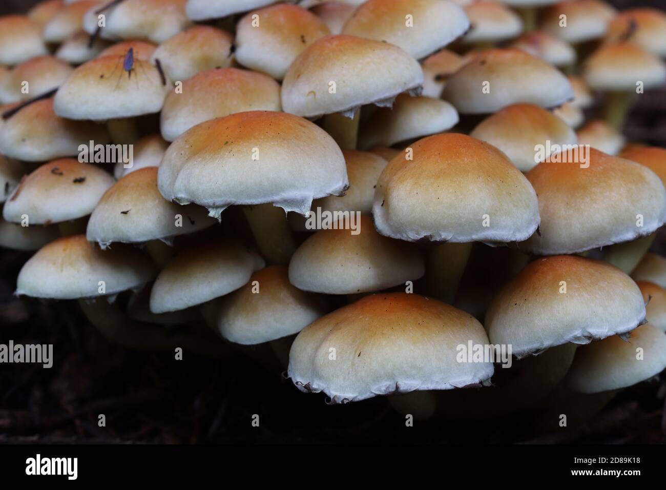 Fungo di tufo di zolfo, Hypholoma fasciculare Foto Stock