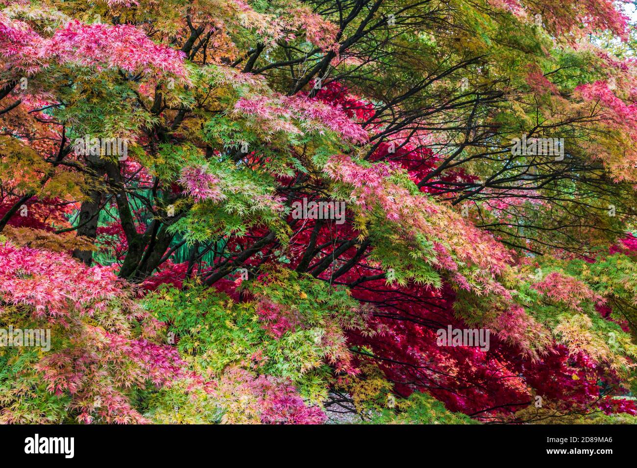 Colori autunnali in una linea di Acers giapponesi Foto Stock