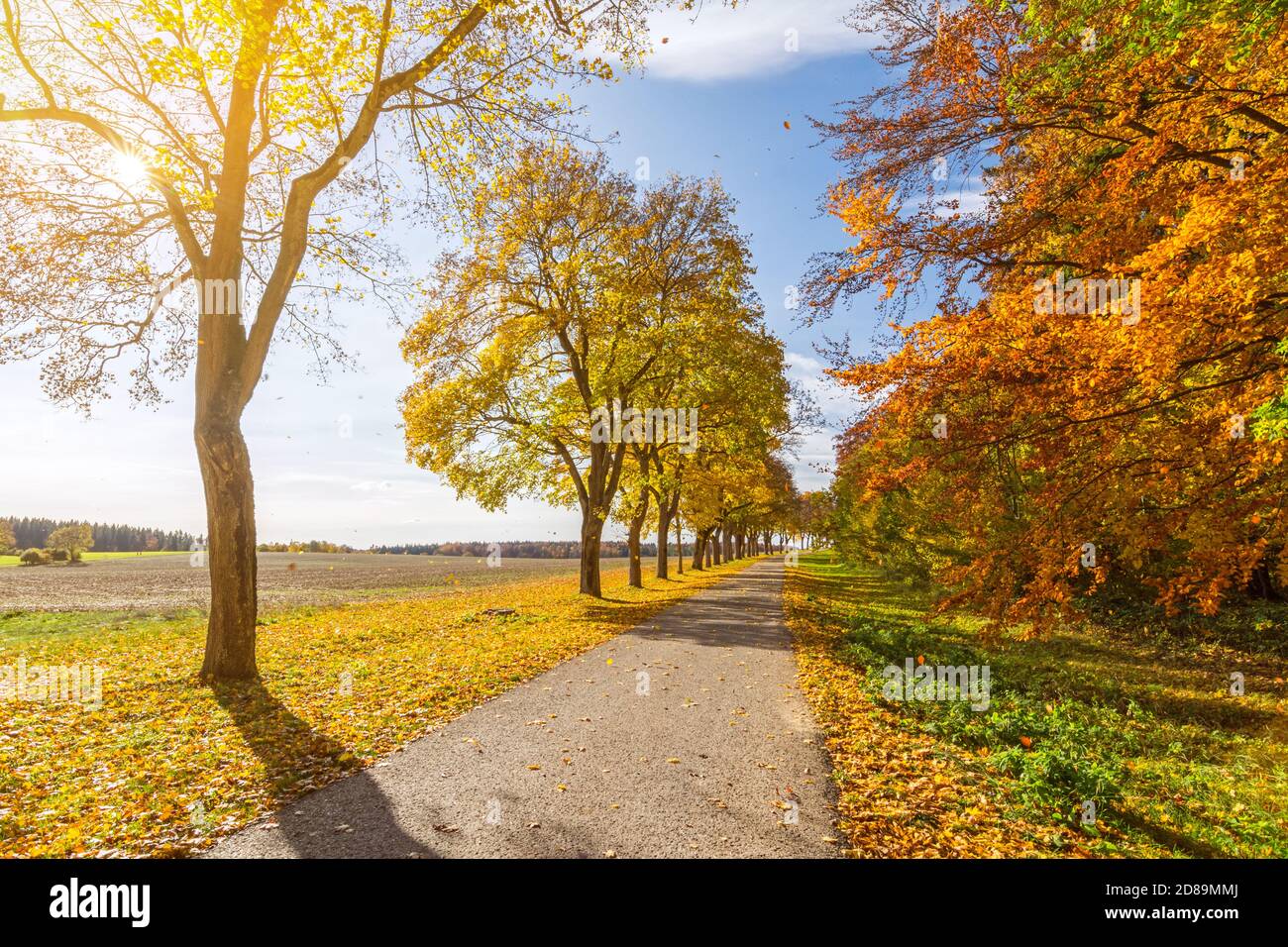 Bellissimo viale in autunno con il sole che splende attraverso il colorato foglie degli alberi Foto Stock
