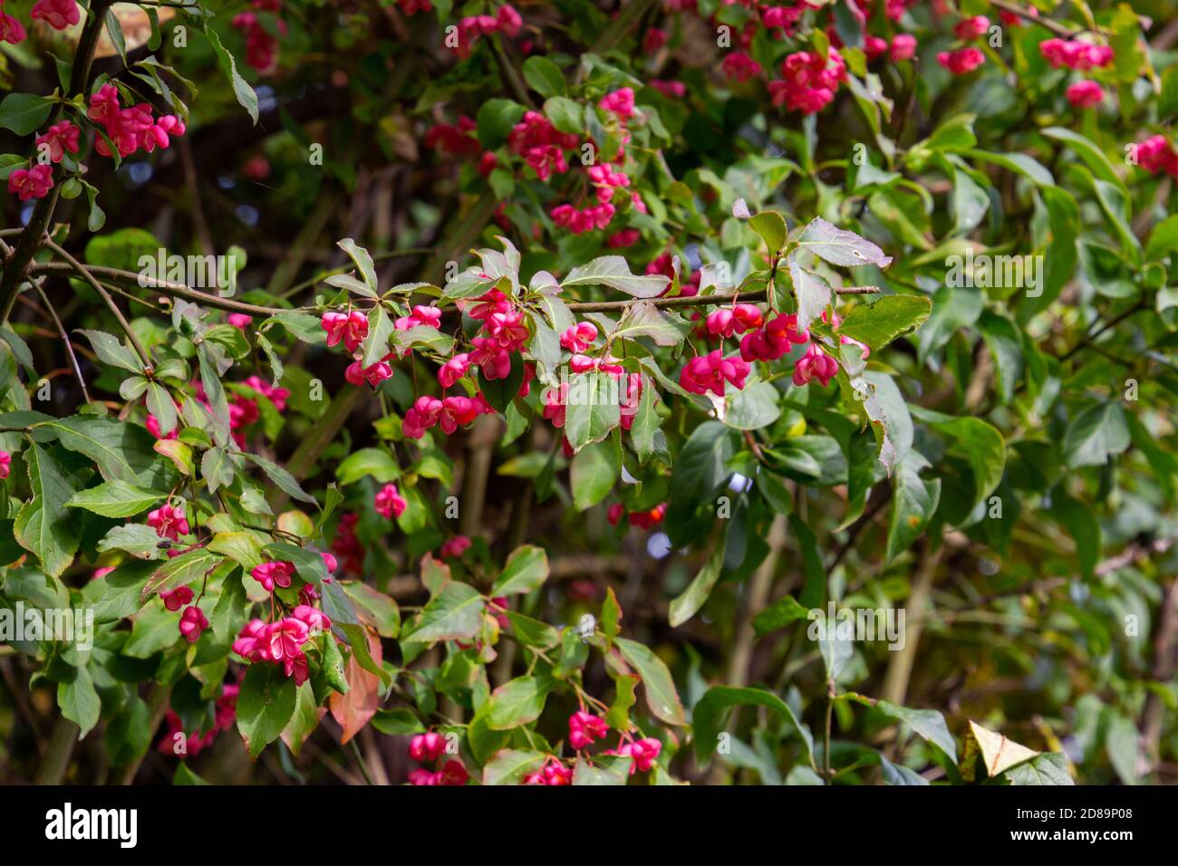 Primo piano di fiori con frutti di un mandrino cespuglio, chiamato anche Euonymus europaea o Pfaffenhuetchen, DOF poco profondo, Bokeh Foto Stock