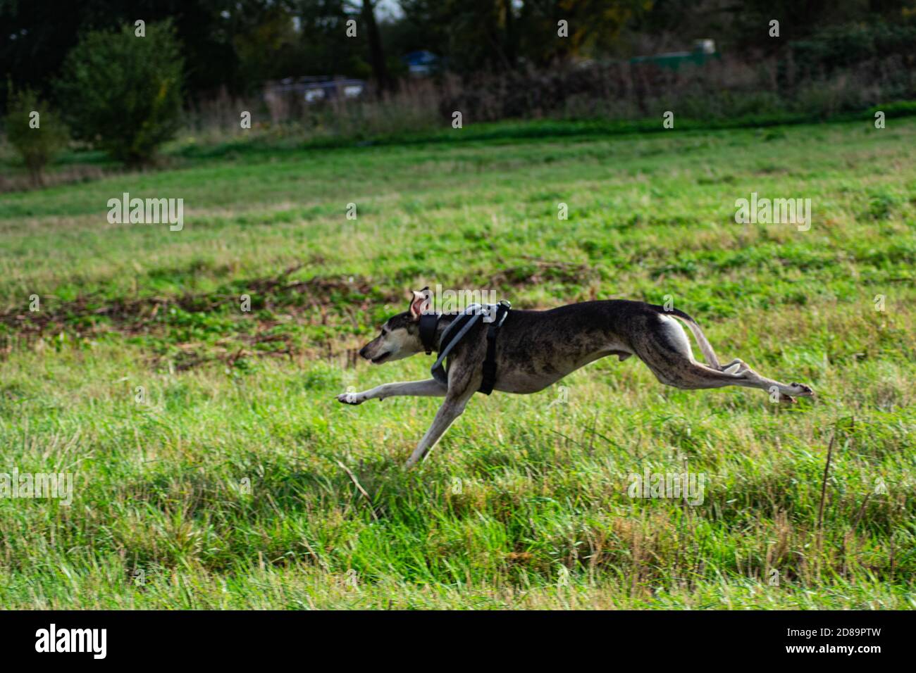 Lurchers giocare Foto Stock