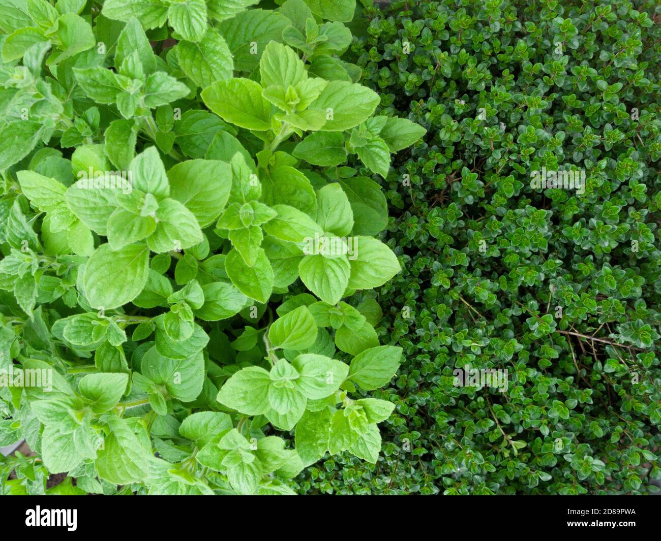 Calaminto minore (Clinopodium nepeta) e timo comune (Thymus vulgaris) che crescono insieme in un giardino di erbe. Foto Stock