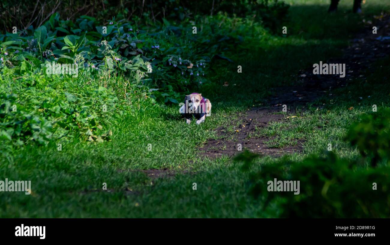 Lurchers giocare Foto Stock