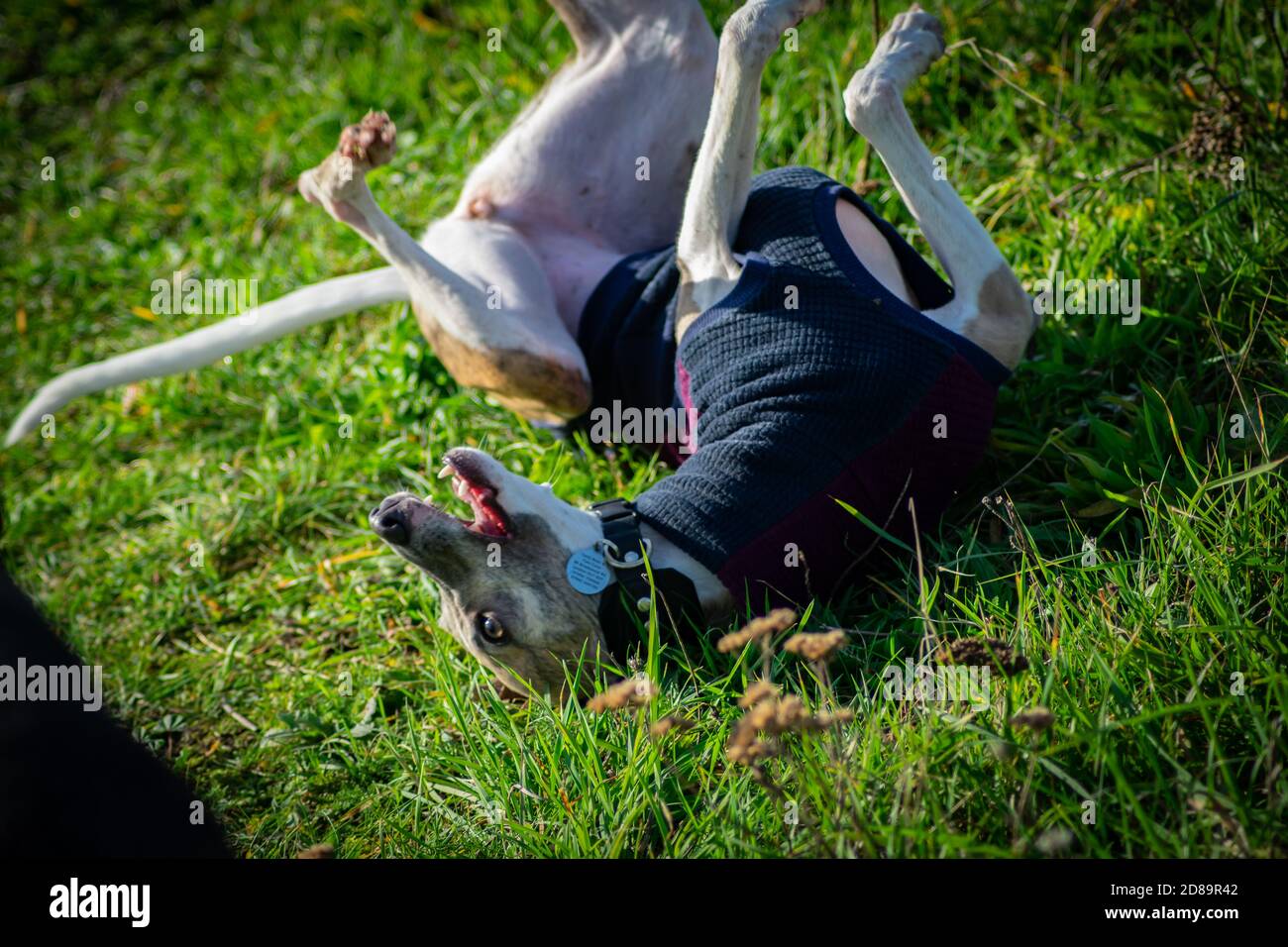 Lurchers giocare Foto Stock