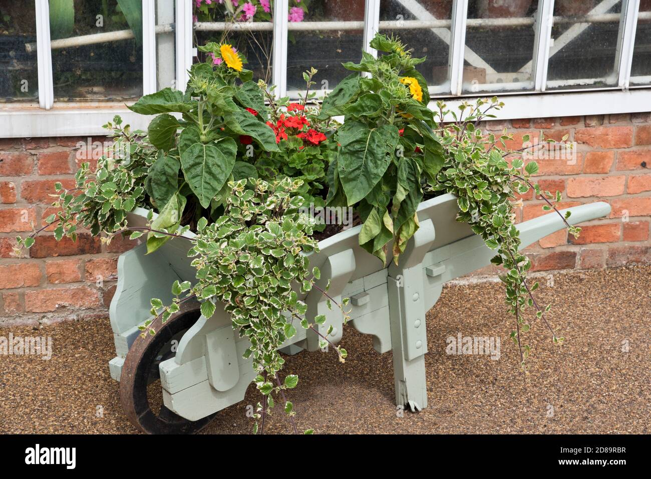 Vecchia carriola che viene riciclato per crescere suflori e altri ornamentali fiori Foto Stock