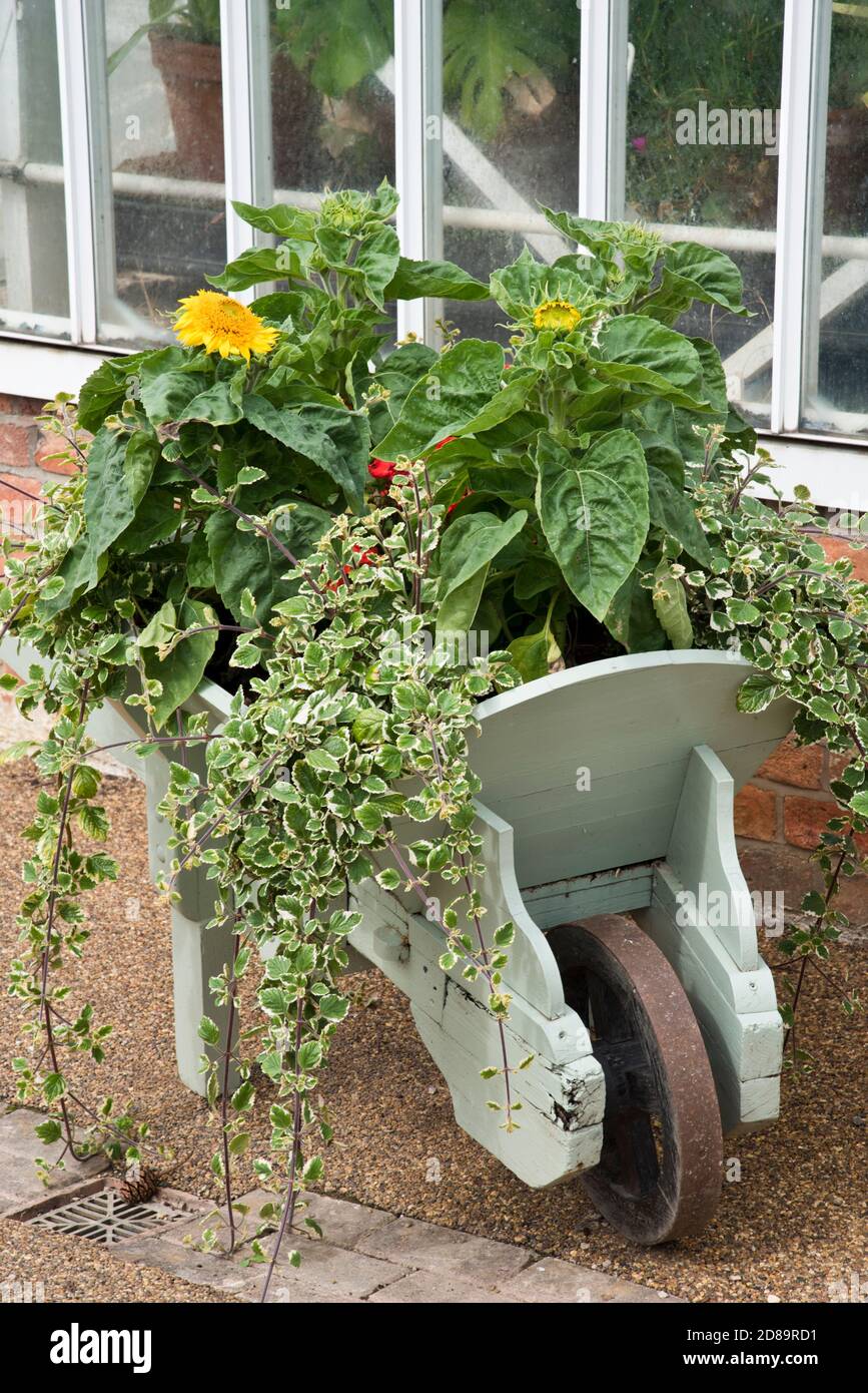 Vecchia carriola che viene riciclato per crescere suflori e altri ornamentali fiori Foto Stock