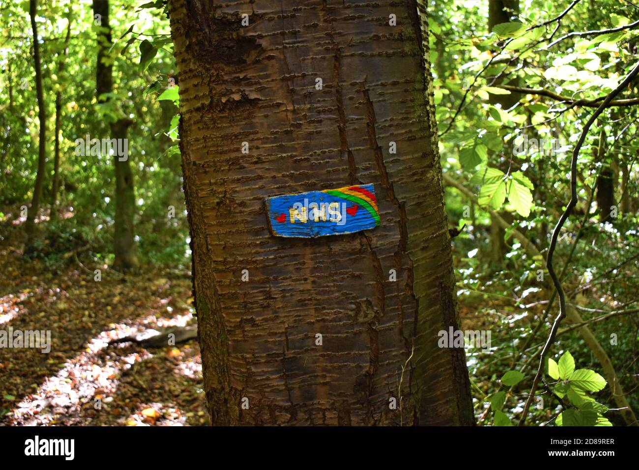 NHS Covid grazie arcobaleno segno su un albero in un'area boscosa Foto Stock