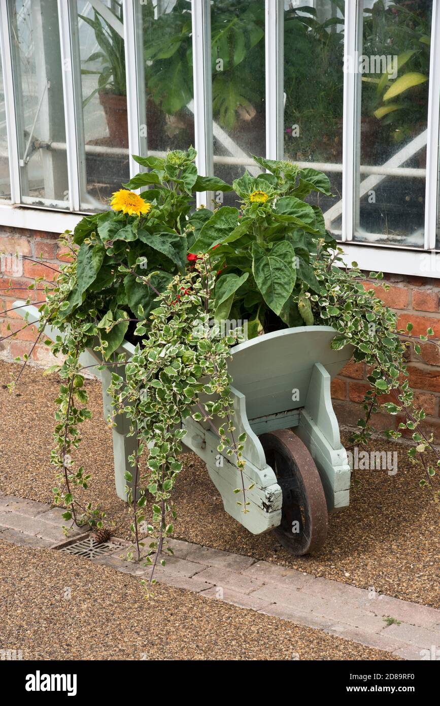 Vecchia carriola che viene riciclato per crescere suflori e altri ornamentali fiori Foto Stock