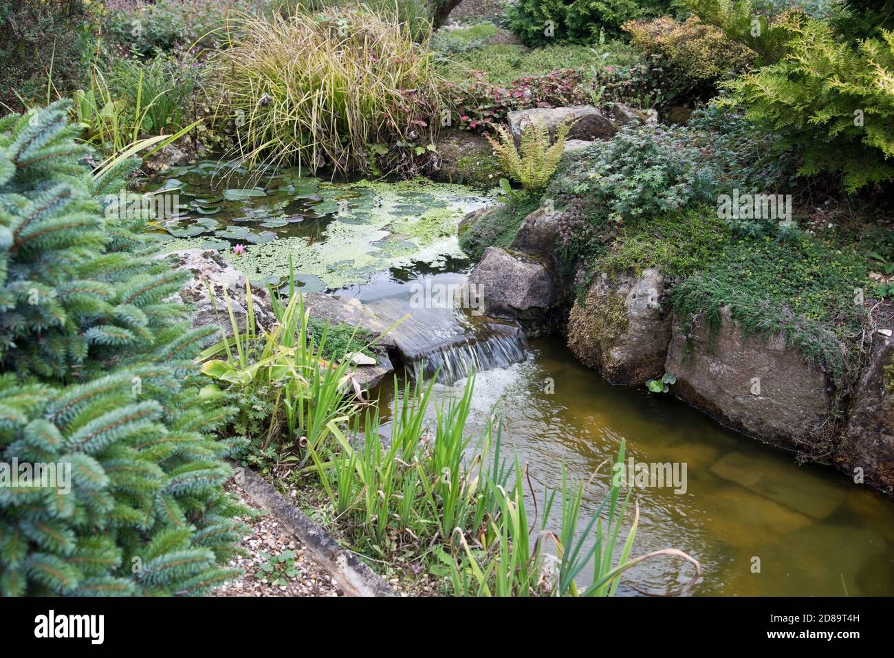 Un laghetto in giardino circondato da piante erbacee e piante perenni Foto Stock