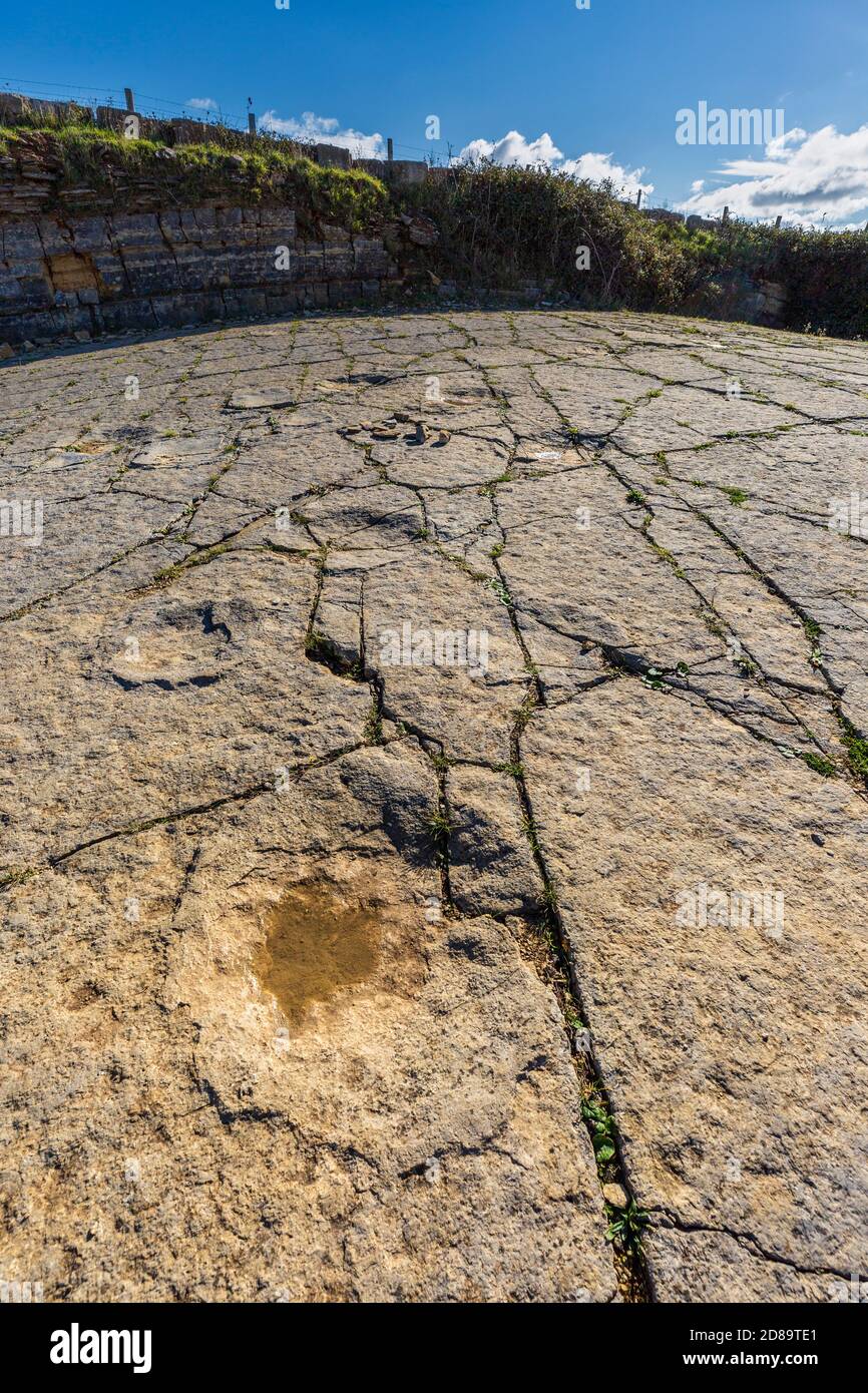 Impronte di dinosauro a Keates Quarry sulla Jurassic Coast vicino a Langton Matravers in Dorset, Inghilterra Foto Stock