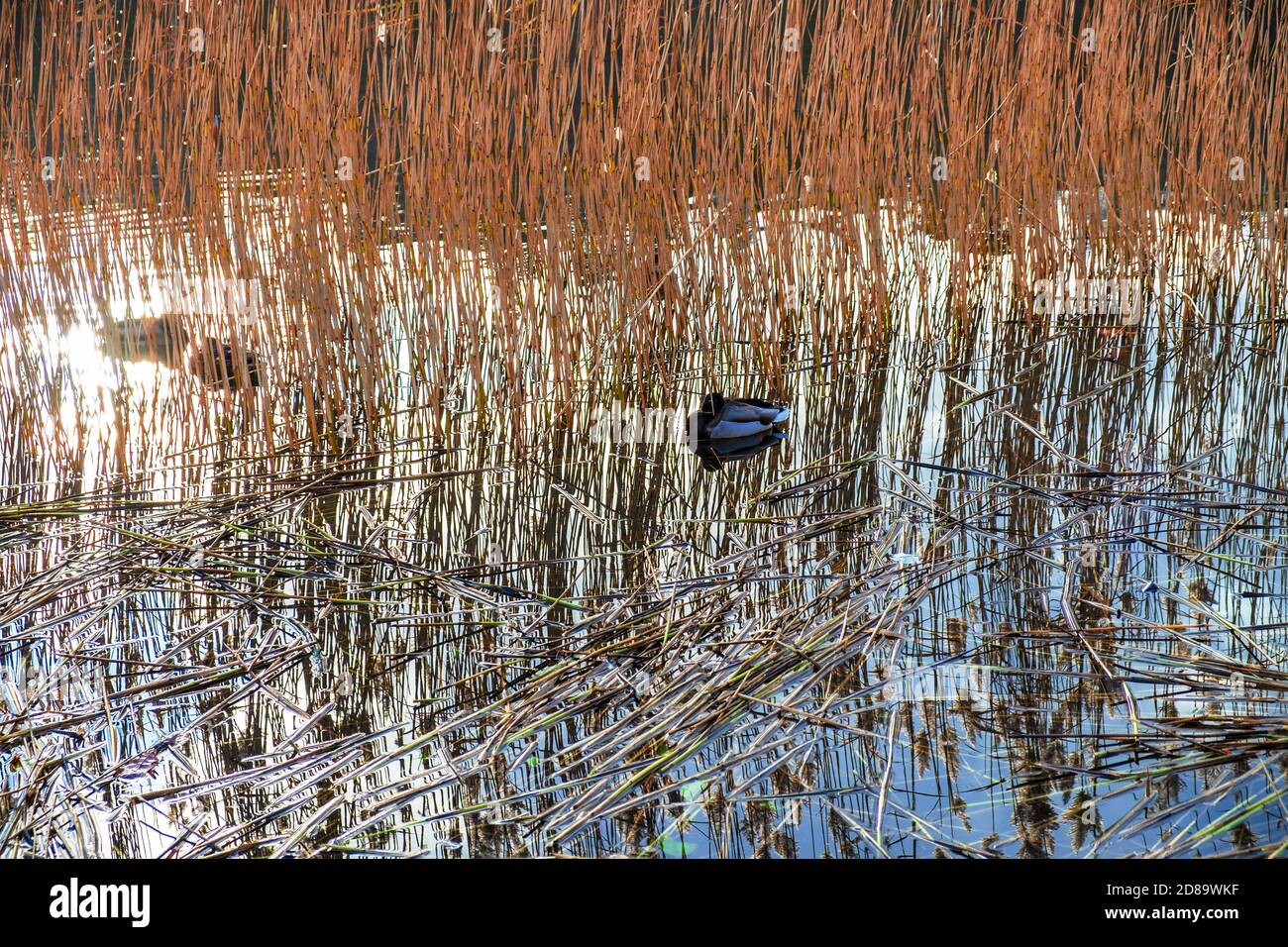 anatre su un lago invernale nelle canne Foto Stock