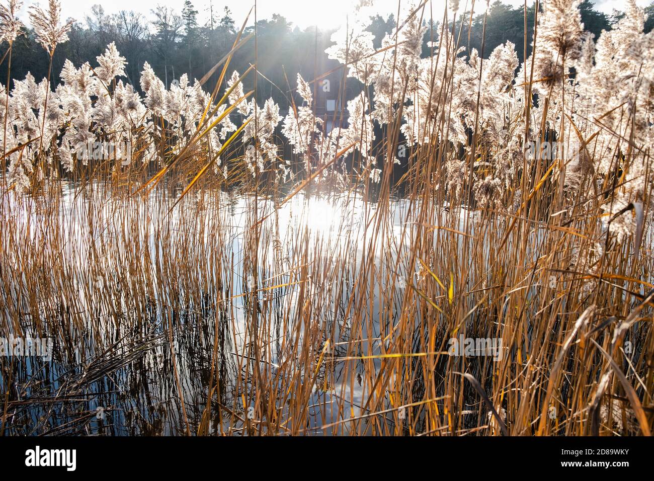 inverno canna sul lago Foto Stock