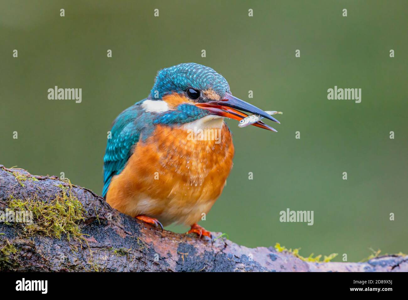 Femmina kingfisher mangiare un pesce in un giardino stagno in Galles centrale Foto Stock