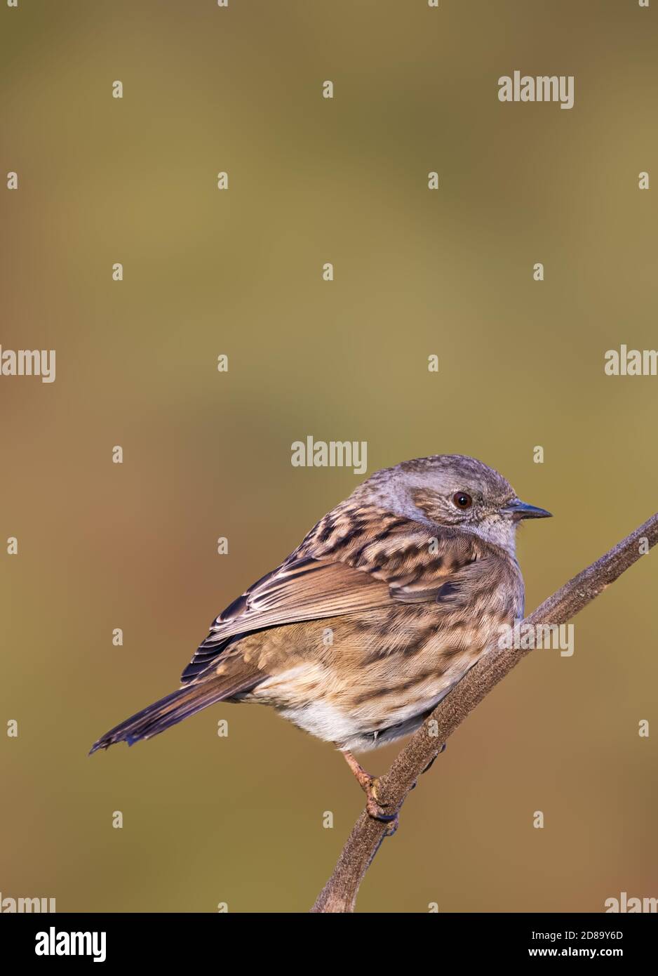 Dunnock Bird adulto (Prunella modularis), AKA Hedge Sparrow, appollaiato su un ramoscello in inverno a West Sussex, Regno Unito. Verticale con copyspace. Foto Stock