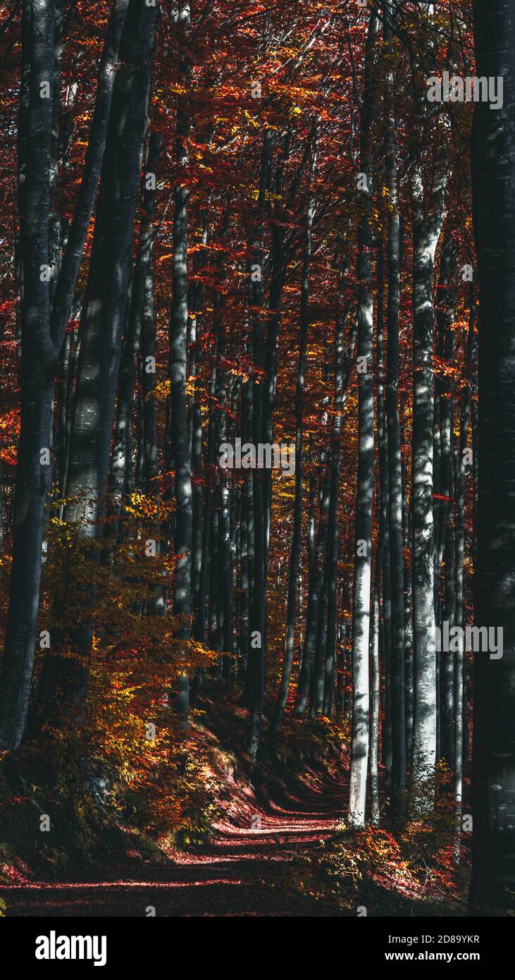 Percorso attraverso alberi alti con foglie colorate in autunno Foto Stock