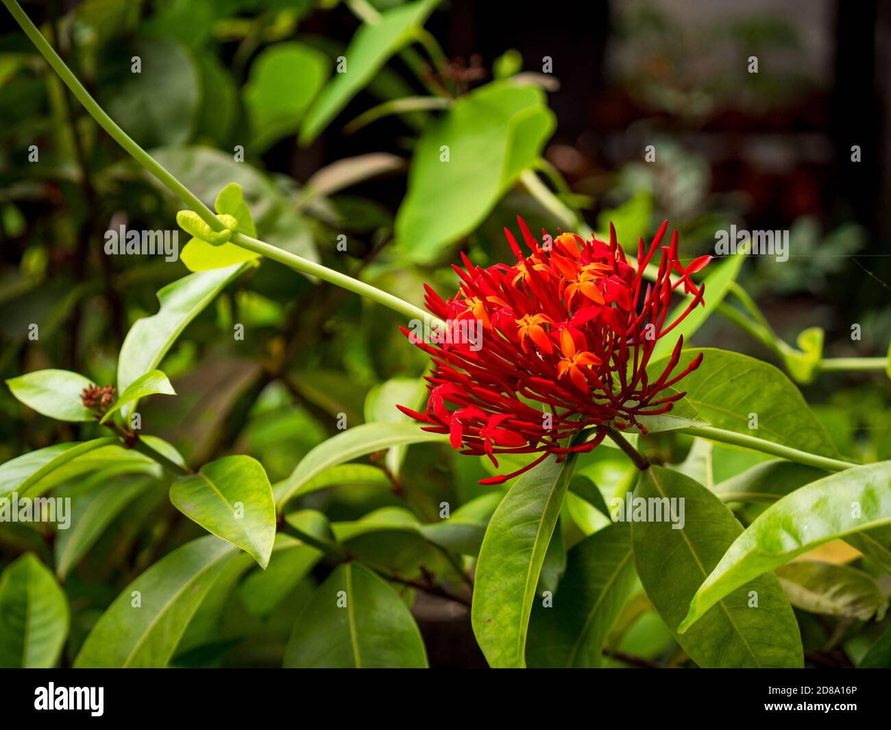 Jungle Geranium, Flame of the Woods o Jungle Flame o Pendkuli Foto Stock