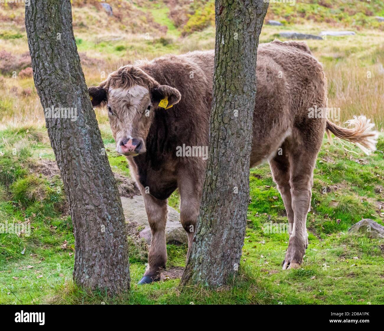 Una mucca che guarda tra due alberi Inghilterra UK Foto Stock