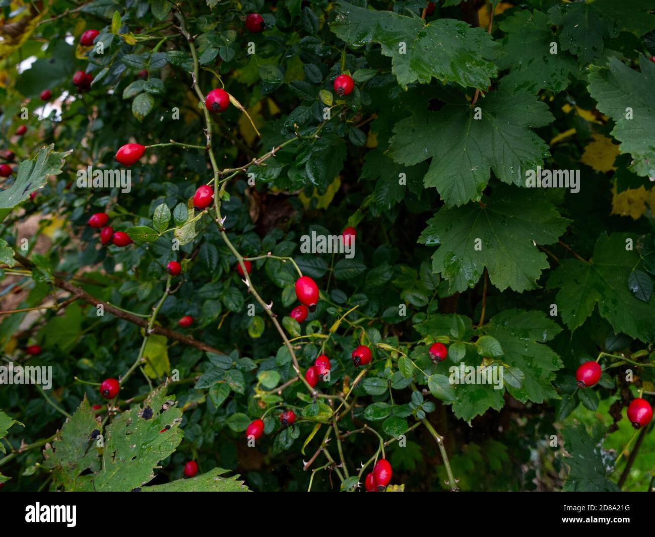 Cane Rosa Vine, Rosa Canina, Rose, Rosa Hip, Rosso Berries. Passeggiata autunnale nel bosco nella campagna inglese. Spazi aperti, Foto Stock