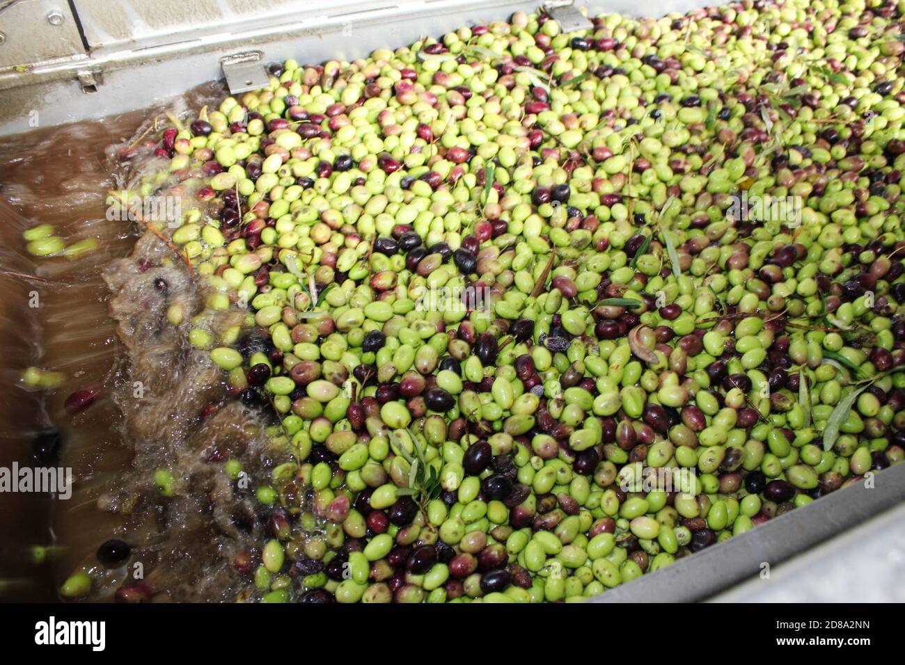 Lavaggio delle olive con acqua dolce durante il processo di produzione dell'olio extravergine di oliva in frantoio situato alla periferia di Atene in Attica, Greec Foto Stock