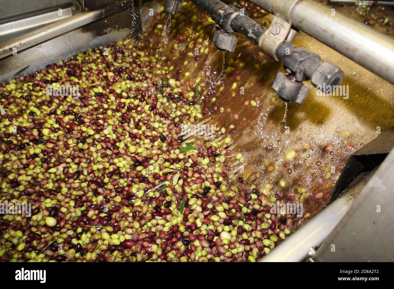 Lavaggio delle olive con acqua dolce durante il processo di produzione dell'olio extravergine di oliva in frantoio situato alla periferia di Atene in Attica, Greec Foto Stock