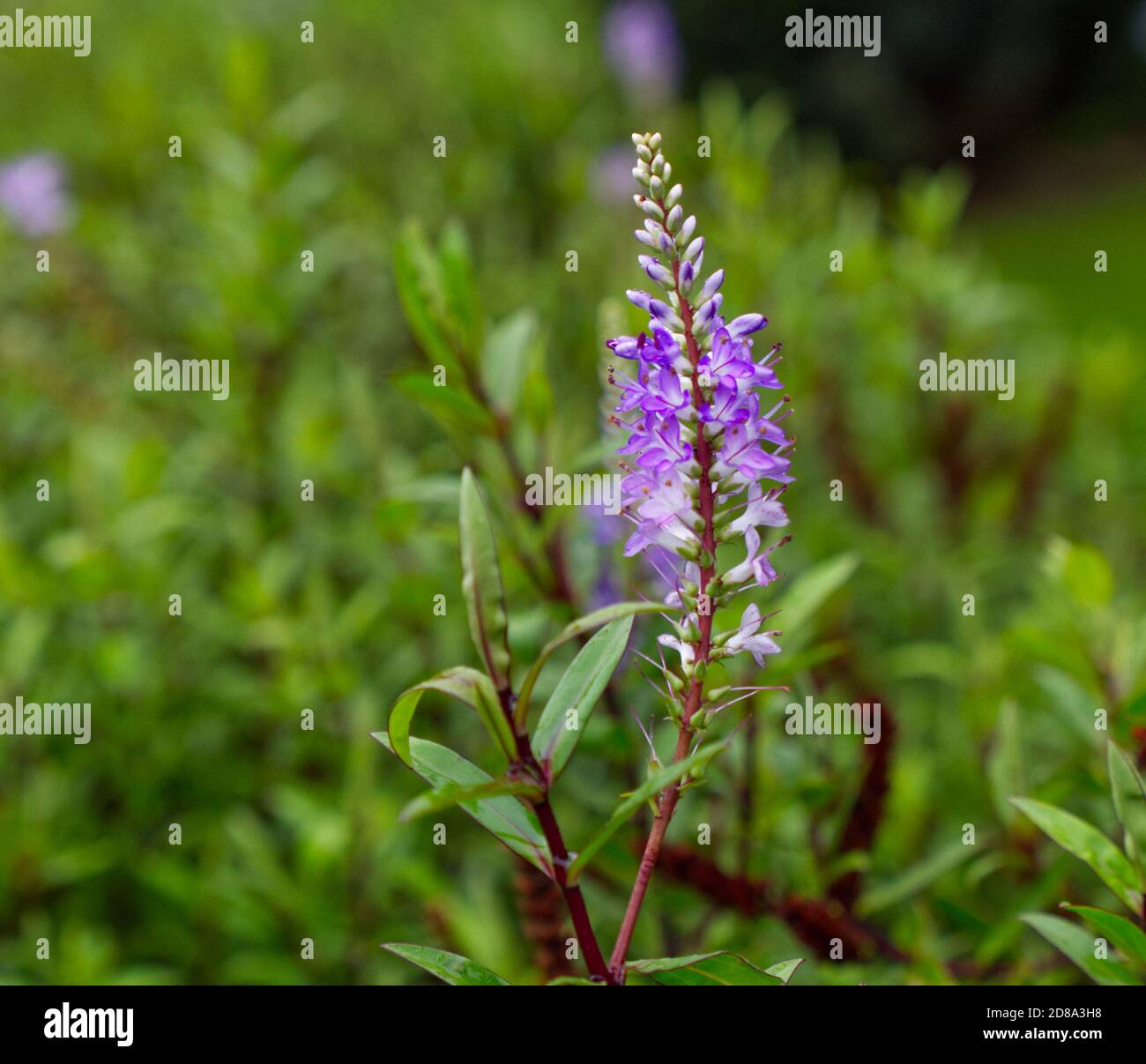 Giardino Speedwell arbusto, Veronica, blu giganti. Flora di Hedgerow vista sulla passeggiata di autunno a Bushey Heath, Regno Unito. Strade vuote tra le paure di Covid. Foto Stock