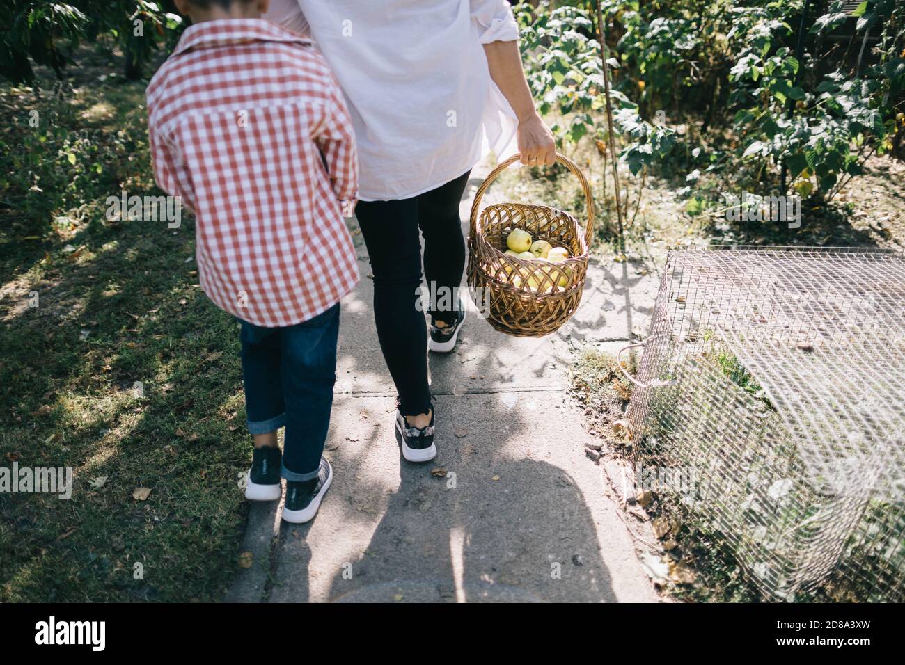 mamma cammina con suo figlio per mano e porta un cestino di mele dal giardino di famiglia Foto Stock