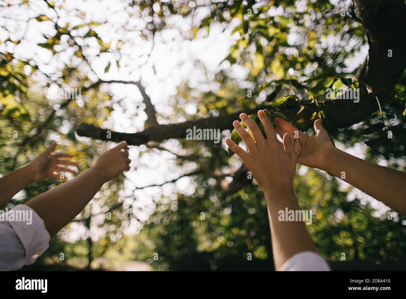 mani raggiungere per il sole dietro l'albero Foto Stock