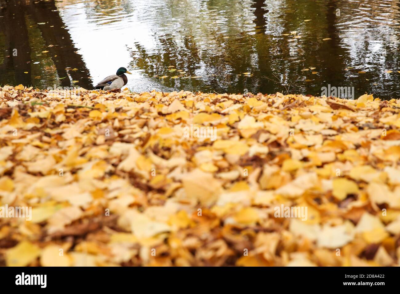 Berlino, Germania. 28 Ott 2020. Un mallard è visto in un parco a Berlino, capitale della Germania, 28 ottobre 2020. Credit: Shan Yuqi/Xinhua/Alamy Live News Foto Stock