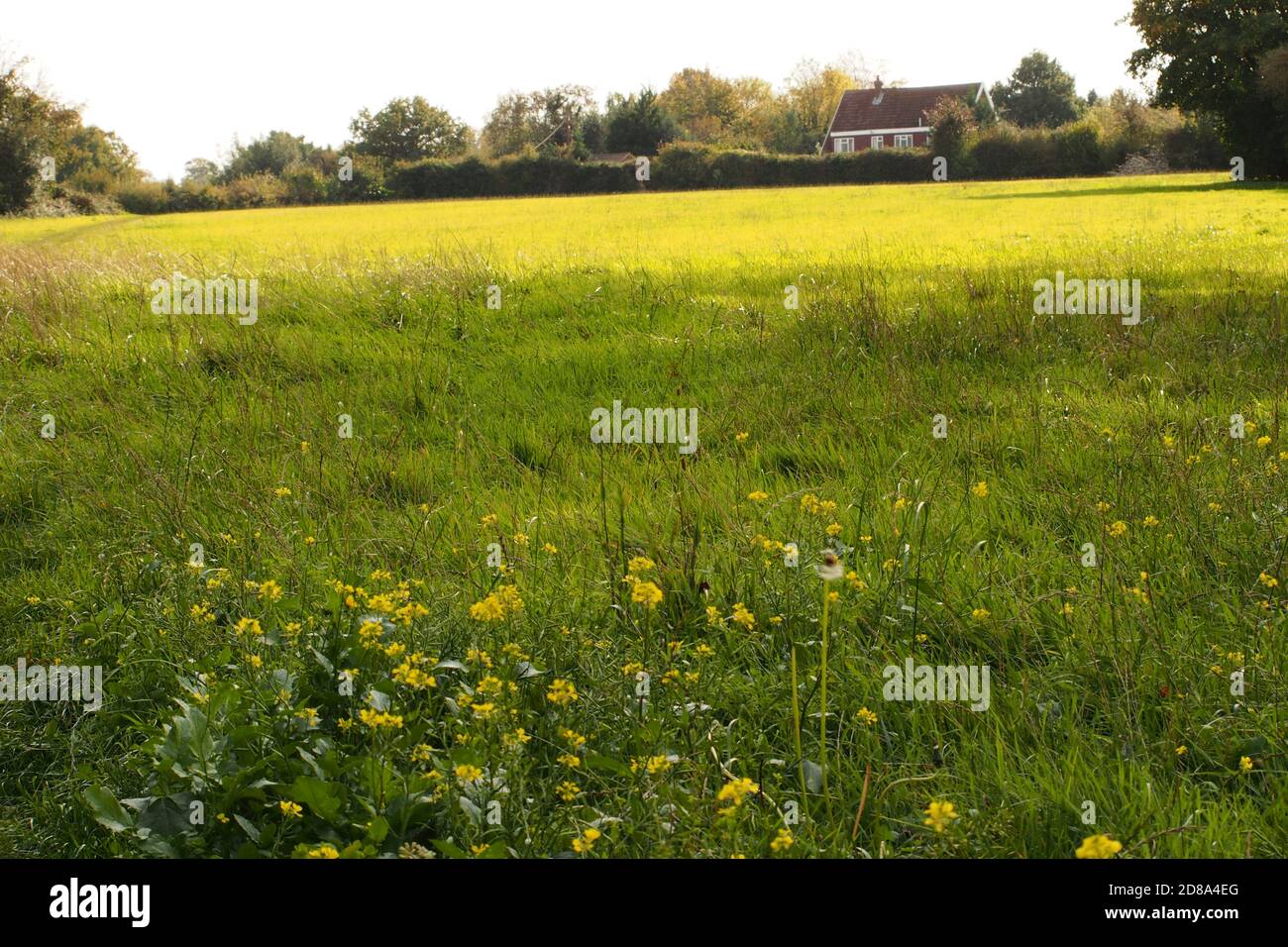 Si affaccia su un prato contadino fino a una casa con un fiore giallo prato selvaggio in primo piano in sole d'autunno Foto Stock