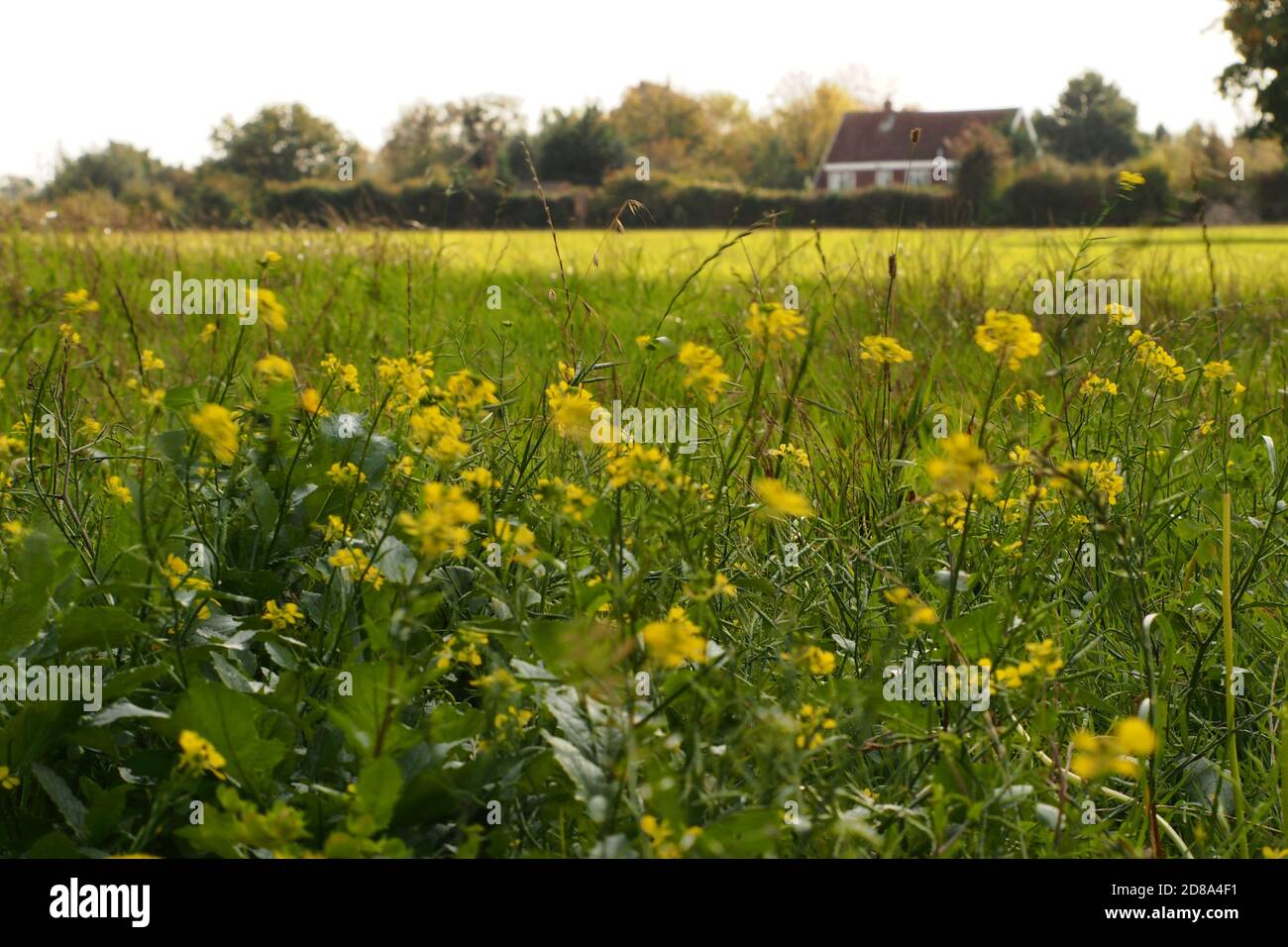 Si affaccia su un prato contadino fino a una casa con un fiore giallo prato selvaggio in primo piano in sole d'autunno Foto Stock