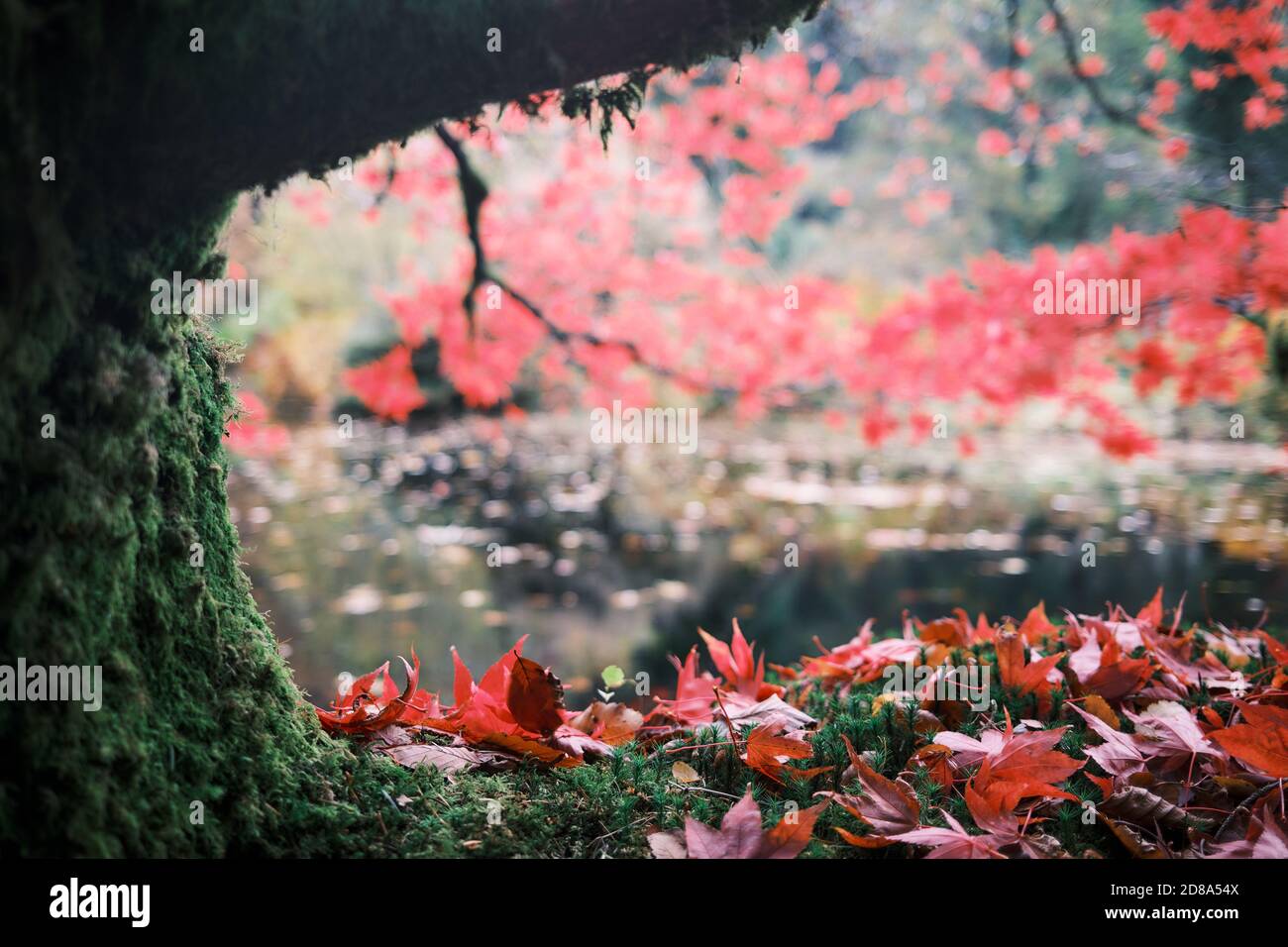 L'albero di acero rosso giapponese riflesso in uno stagno ornamentale in autunno in ben più giardini botanici, Argyll, Scozia. REGNO UNITO Foto Stock