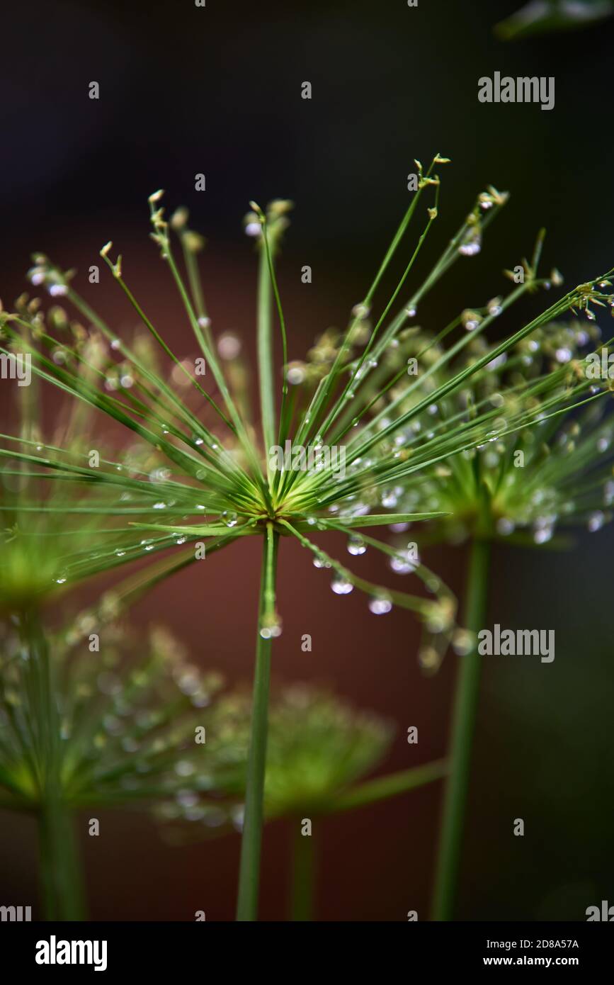 Gocce d'acqua sui fiori delle canne su un giorno piovoso Foto Stock