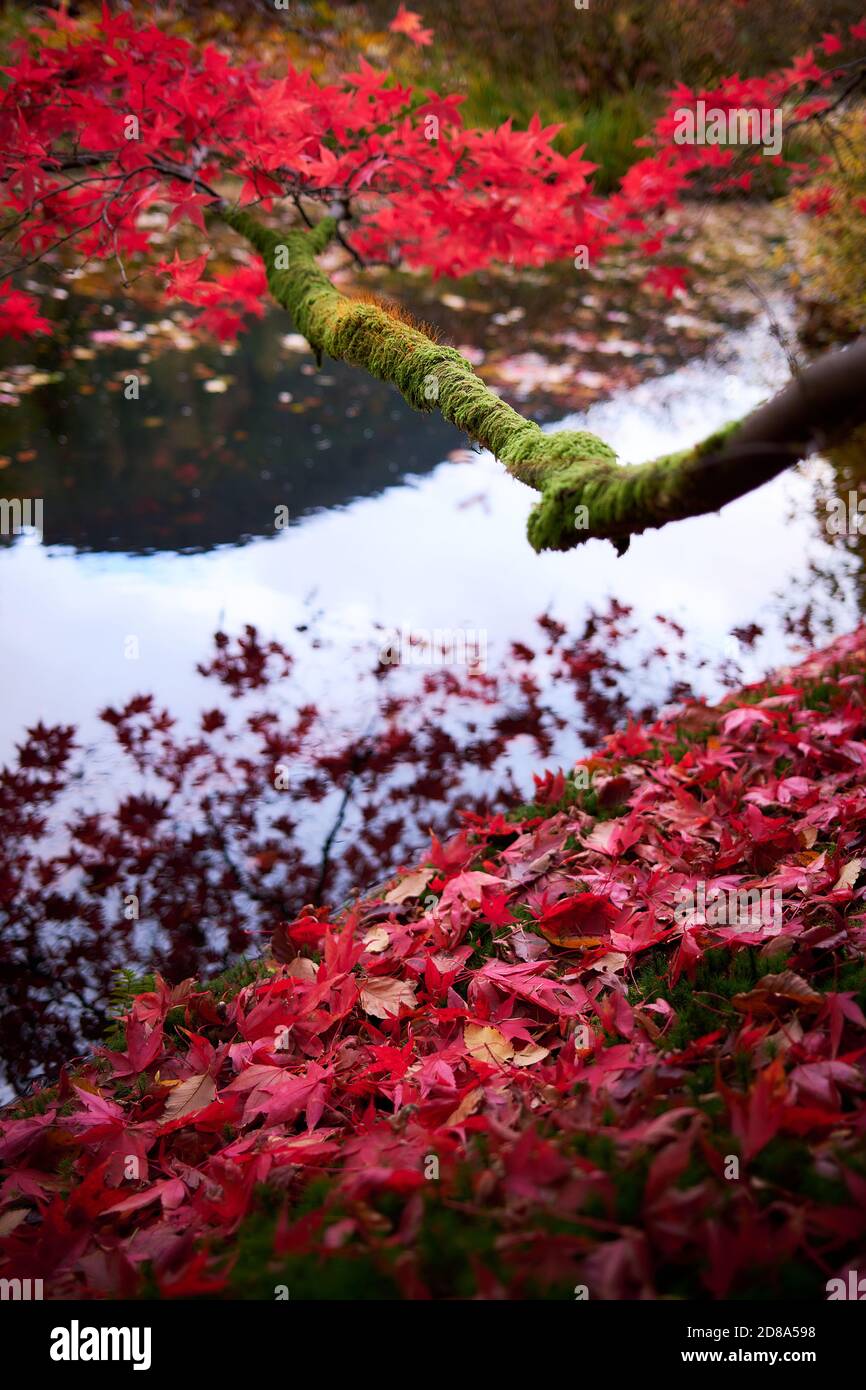 L'albero di acero rosso giapponese riflesso in uno stagno ornamentale in autunno in ben più giardini botanici, Argyll, Scozia. REGNO UNITO Foto Stock