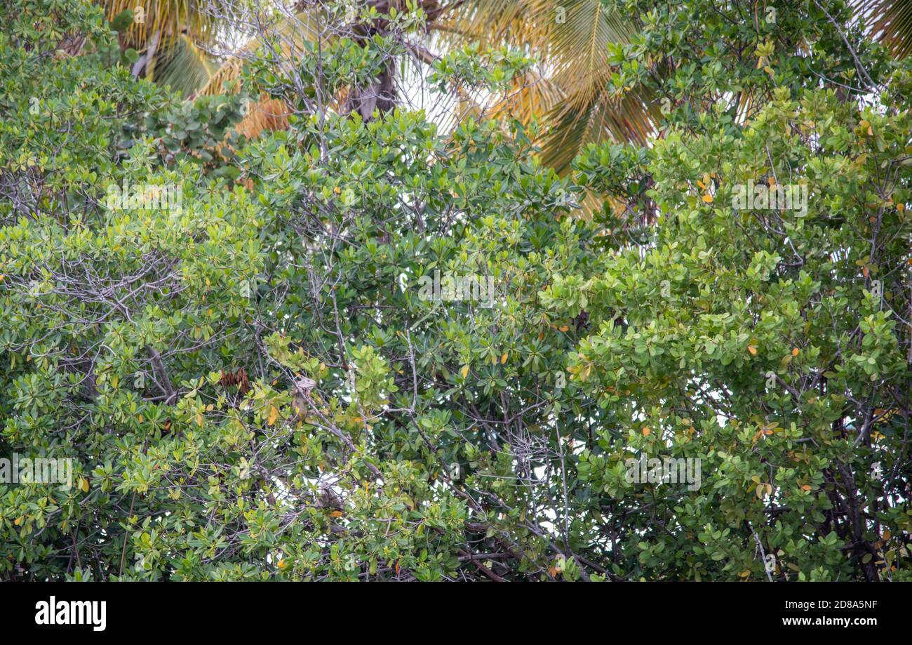 Grande iguana verde camuffato su ramo con abbondante fogliame su San Croix in USVI Foto Stock