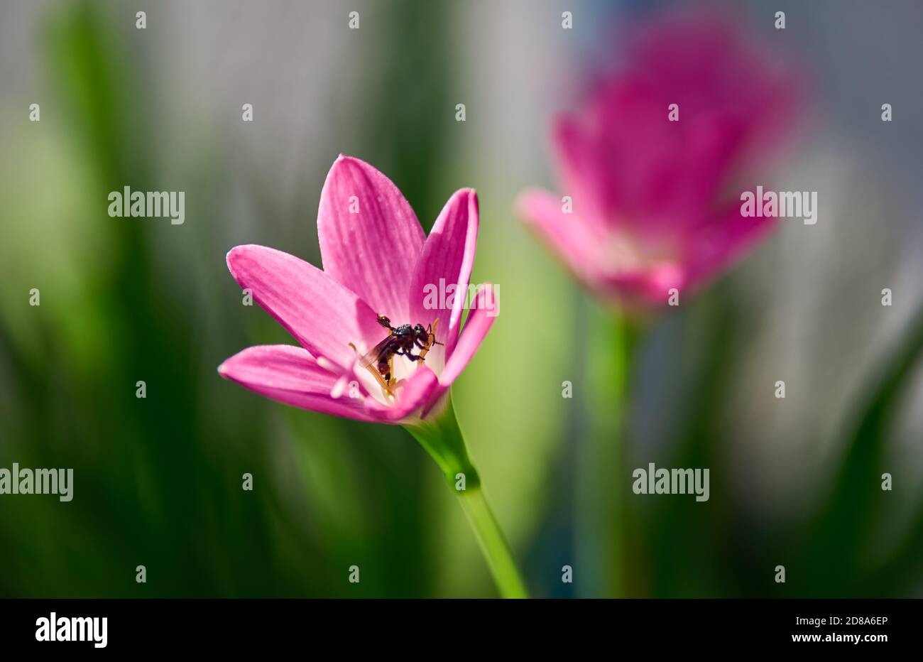 Vista ravvicinata del giglio rosa della pioggia in fiore Foto Stock