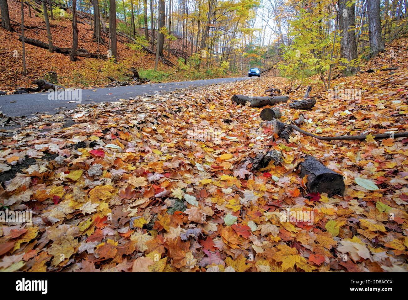 Viaggio su strada con foglie autunnali nel parco pubblico Foto Stock