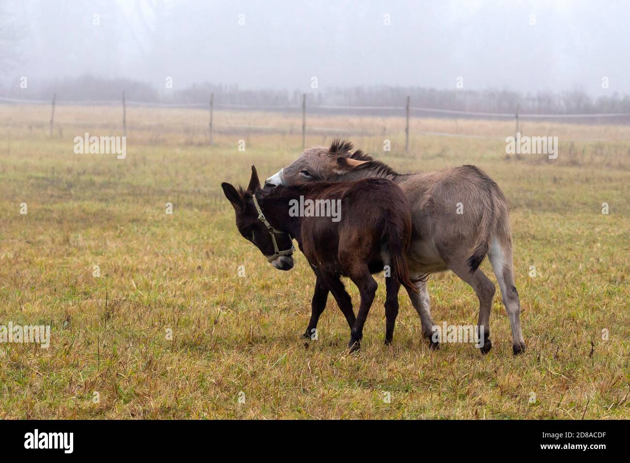 Gli asini giocano Foto Stock