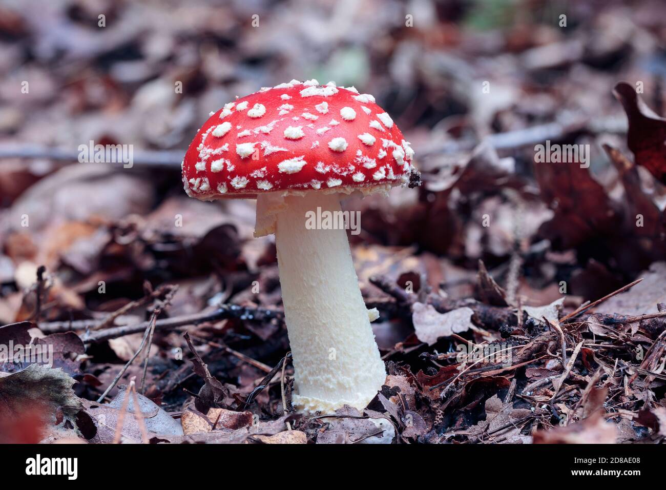 primo piano di un fungo di mosca o di uno sgabello che cresce sul pavimento della foresta, foglie di autunno marrone e arancione, vista laterale che guarda sul gambo di fungo Foto Stock