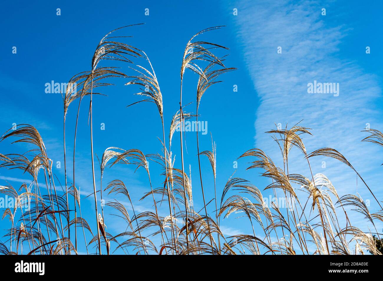 Il vento scuote l'erba piume bianca su steli sottili sullo sfondo di un albero con foglie marroni Foto Stock