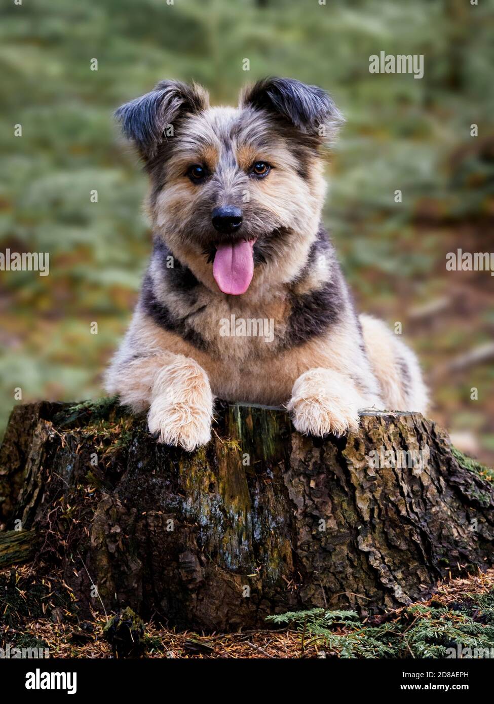 Il cane di salvataggio rumeno credeva di essere una Croce Corgi, Regno Unito Foto Stock