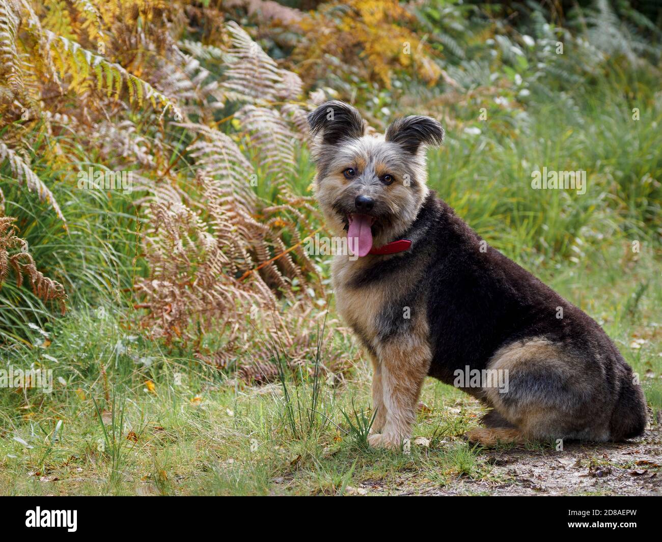 Il cane di salvataggio rumeno credeva di essere una Croce di Corgi, autunno, Regno Unito Foto Stock