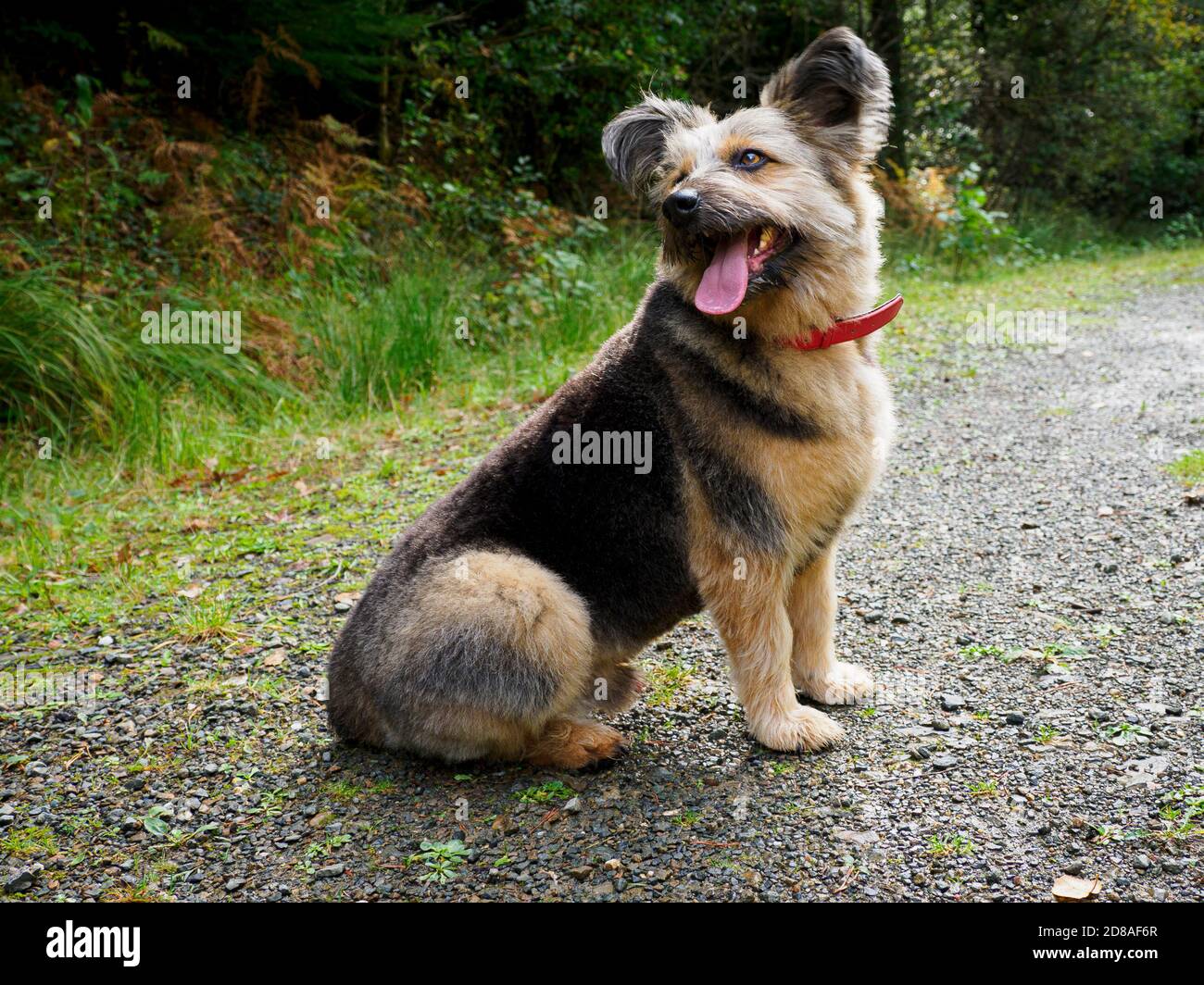 Il cane rumeno di salvataggio credeva di essere una Croce Corgi seduto su una pista attraverso i boschi, autunno, Regno Unito Foto Stock