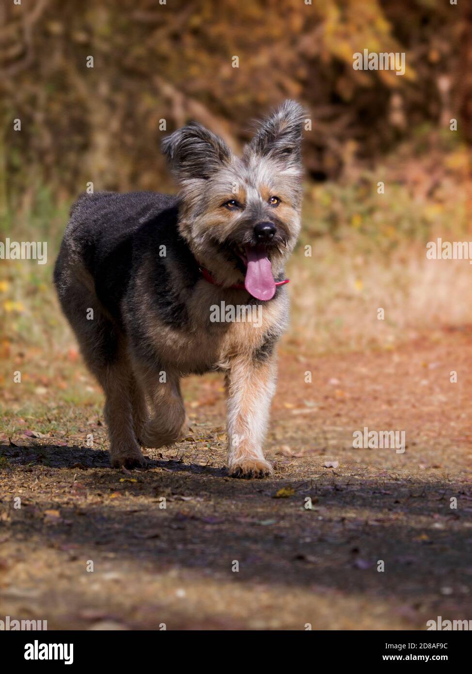Il cane rumeno di salvataggio credeva di essere una Croce di Corgi su una pista attraverso i boschi, autunno, Regno Unito Foto Stock