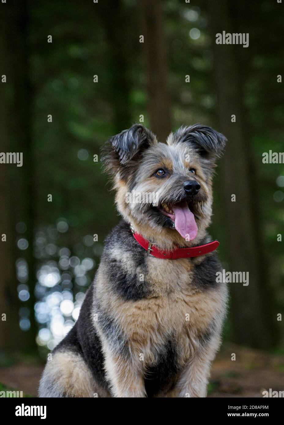 Il cane di salvataggio rumeno credeva di essere una Croce Corgi in boschi, Regno Unito Foto Stock