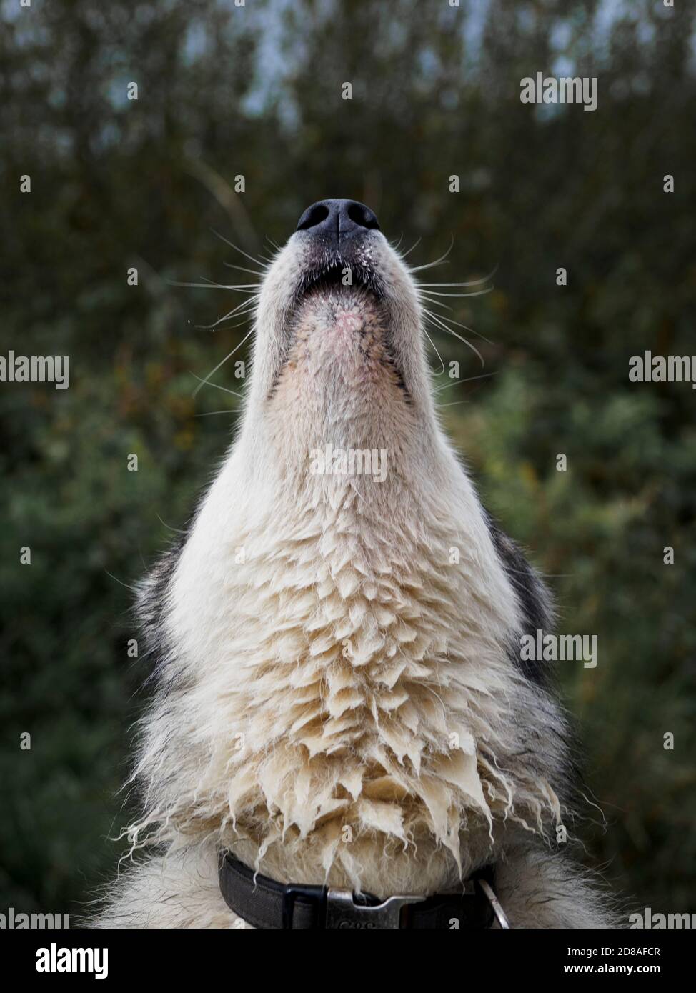 Femmina Alaskan Malamute guardando in su, Regno Unito Foto Stock